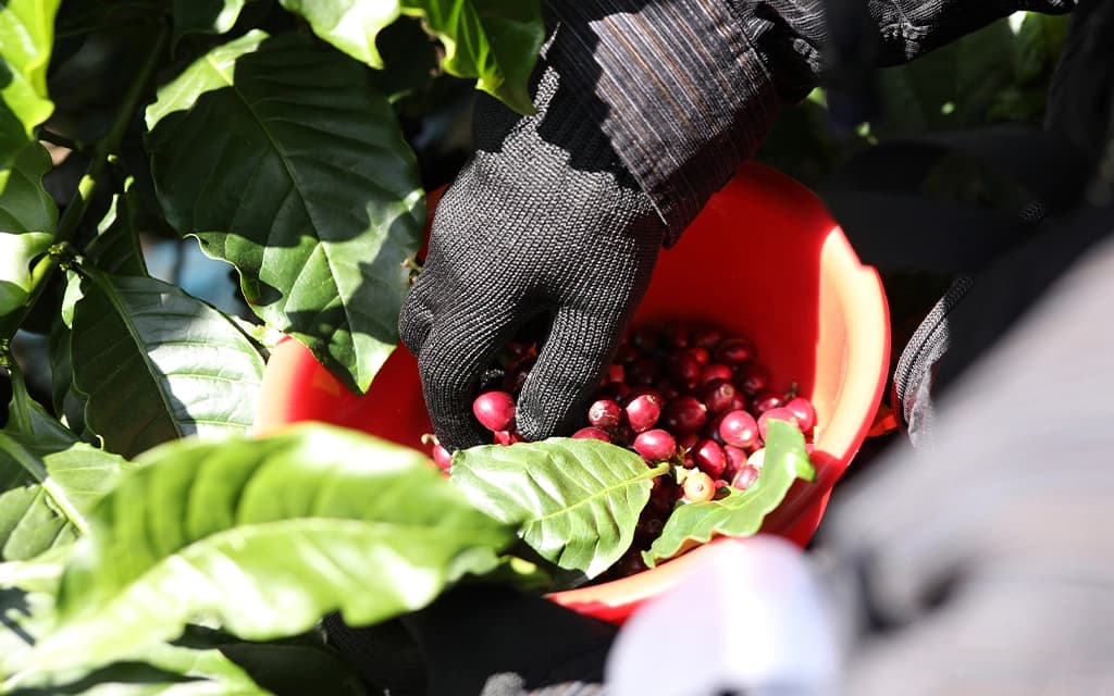 Tại sao người Việt “khoái” uống Robusta?